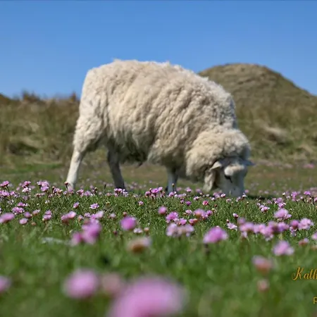 Min Ailoen Min Ailoen10 Westerland